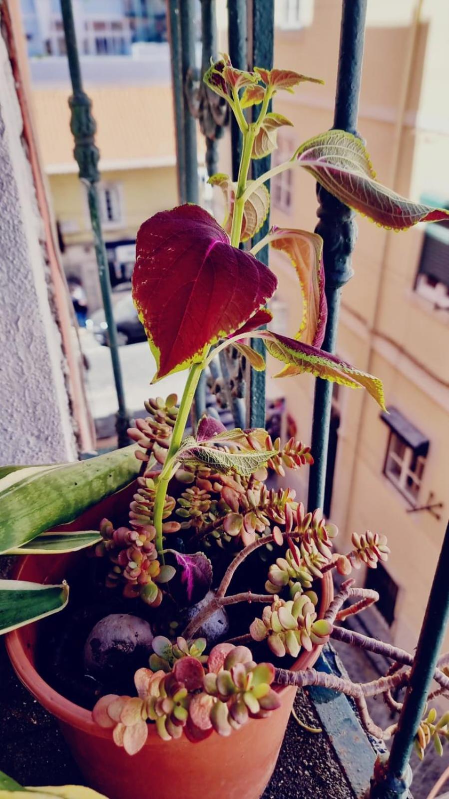Charming Central Apartment To Rent Lisboa Екстериор снимка